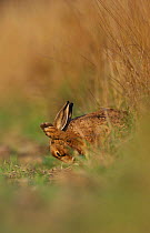 Adult Brown / European hare {Lepus europaeus}  grooms itself whilst sitting in a field margin, Derbyshire, UK
