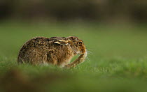 Adult Brown / European hare {Lepus europaeus} grooms one of its hind legs, Derbyshire, UK