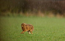 Adult Brown / European hare {Lepus europaeus} runs to the shelter of a hedgerow to escape an April shower, Derbyshire, UK
