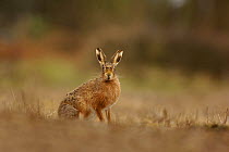 Male Brown / European hare {Lepus europaeus} pauses in a field during a brief rain shower, Derbyshire, UK