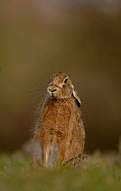 Adult Brown / European hare {Lepus europaeus} sitting in a field, Derbyshire, UK
