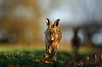 Adult male Brown / European hare {Lepus europaeus} along with several others, pursues a female along a field margin, Derbyshire, UK