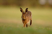 Adult Brown / European hare {Lepus europaeus} runningi n the direction of the photographer, Derbyshire, UK
