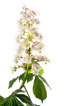 Horse chestnut flowers and leaves {Aesculus hippocastanum} UK