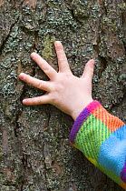 Child's hand feeling Pine bark, UK