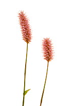 Common bistort {Bistorta officinalis} flowering, UK, May