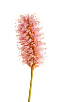 Close-up of Common bistort flower {Bistorta officinalis} UK, May