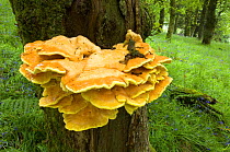 Chicken in the woods fungus {Laetiporus sulphureus} growing on tree in woodland, June, UK