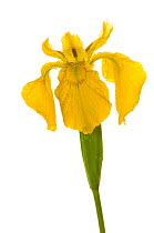 Yellow iris {Iris pseudacorus} UK, June meetyourneighbours.net project
