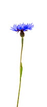 Cornflower {Centaurea cyanus} UK meetyourneighbours.net project