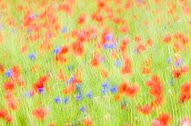 Abstract impression of Common poppies {Papaver sp.} and Cornflowers {Centaurea sp.} UK, June
