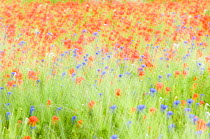 Abstract impression of Common poppies {Papaver sp.} and Cornflowers {Centaurea sp.}, UK, June