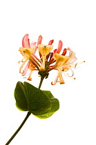 Honeysuckle {Viburnum sargentii} close-up of flowers, Scotland, UK, June  meetyourneighbours.net project