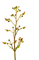 Common figwort {Scrophularia sp.} UK meetyourneighbours.net project