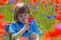 Young girl looking at Common poppy {Papaver rhoeas} through magnifying glass, Scotland, UK, June