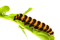 Cinnabar moth caterpillar {Tyria jacobaeae} on Ragwort, UK, July