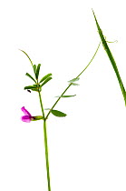 Common vetch {Vicia sativa} with tendril, Scotland, UK meetyourneighbours.net project