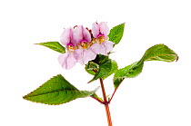 Himalayan balsam flowers {Impatiens glandulifera} Scotland, UK, July meetyourneighbours.net project