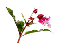 Himalayan balsam flower {Impatiens glandulifera} Scotland, UK, July meetyourneighbours.net project