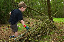 Young boy helping to build a den in forest, Letham, Fife, Scotland, UK