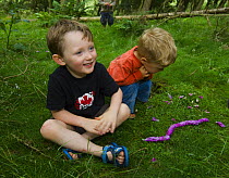 Young boys making a Foxglove flower snake in the forest, Letham, Fife, Scotland, UK