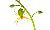 Cucumber green spider {Araniella cucurbitina} hanging off plant, Scotland, UK meetyourneighbours.net project