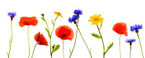Cornfield weeds composite - Cornflower, Poppy and Corn marigold, Scotland, UK meetyourneighbours.net project