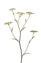 Burnet saxifrage {Pimpinella saxifraga} Scotland, UK, July meetyourneighbours.net project