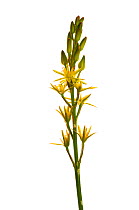 Bog asphodel {Narthecium ossifragum} flowering, Scotland, UK meetyourneighbours.net project