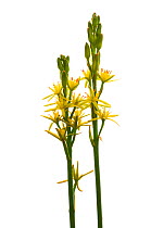 Bog asphodel flowers {Narthecium ossifragum} Scotland, UK, July  meetyourneighbours.net project