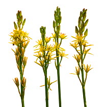 Bog asphodel flowers {Narthecium ossifragum} Scotland, UK, July meetyourneighbours.net project
