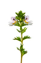 Eyebright in bloom {Euphrasia officinalis} Scotland, UK meetyourneighbours.net project