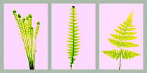 Study of different Fern speices fronds, Ostrich plume {Matteuccia struthiopteris}, Hard fern {Blechnum spicant} and Broad buckler fern {Dryopteris dilatata} on pink background