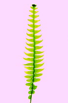 Hard fern frond {Blechnum spicant} Scotland, UK