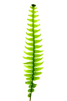 Hard fern frond {Blechnum spicant} Scotland, UK, August. meetyourneighbours.net project
