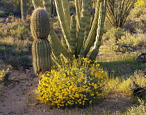 Flowering Brittlebush {Encelia farinosa} with Organ Pipe Cactus {Stenocereus thurberi}, Sonoran Desert, Organ Pipe Cactus National Monument, Arizona, USA