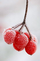 Frosted Guelder rose berries {Viburnum opulus} Angus, Scotland, UK (This image may be licensed either as rights managed or royalty free.)