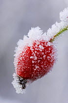 Dog rose hip {Rosa canina} covered in frost, Angus, Scotland, UK