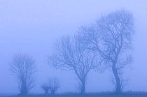 Ash trees {Fraxinus excelsior} silhouetted in hedgerow in morning fog, Scotland, UK