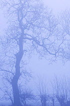 Hedgerow with Ash tree {Fraxinus excelsior} silhouetted in morning fog, Scotland, UK