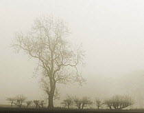 Hedgerow with ash tree {Fraxinus excelsior} silhouetted in morning fog, Scotland, UK