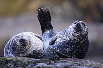 Two Common / Harbor seals {Phoca vitulina} at haul-out site, Argyll, Islay, Scotland, UK