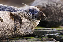 Common / Harbor seal {Phoca vitulina} at haul-out site, Islay, Argyll, Scotland, UK February