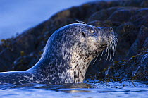Common seal {Phoca vitulina} coming out of sea at haul out site, Islay, Argyll, Scotland, UK. February