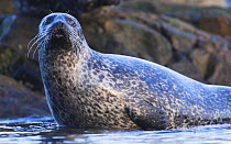 Common seal {Phoca vitulina} climbing out of the sea at haul out site, Islay, Argyll, Scotland, UK