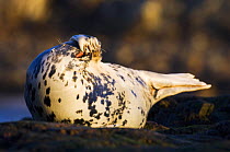 Female grey seal {Halichoerus grypus} at haul out site, Islay, Srgyll, Scotland, UK February