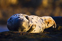 Female grey seal {Halichoerus grypus} at haul out site, Islay, Argyll, Scotland, UK February