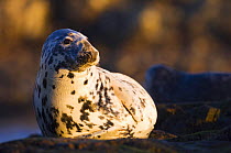 Female grey seal {Halichoerus grypus} at haul out site, Islay, Argyll, Scotland, UK February