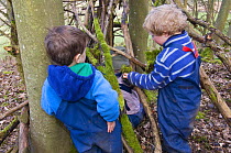 Three children playing outdoors, building a shelter in the woods, Fife, Scotland, UK - model released