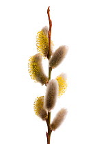 Male Goat / Pussy willow catkins {Salix caprea}, March, Angus, Scotland, UK meetyourneighbours.net project